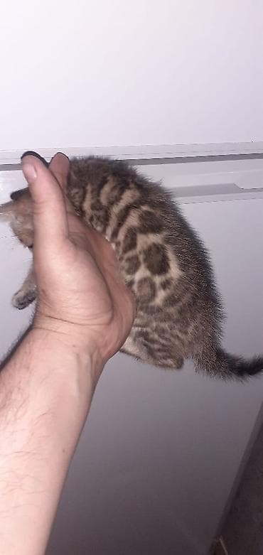 дико: Бенгальская, 1 месяц, Мальчик, Приучена к лотку — 3