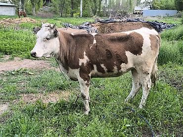 ячмень яровой: Продаю | Тёлка | Для разведения | Привязанные — 2