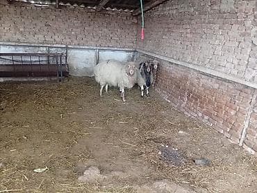 Собаки: Продаю | Баран (самец) | На забой — 3