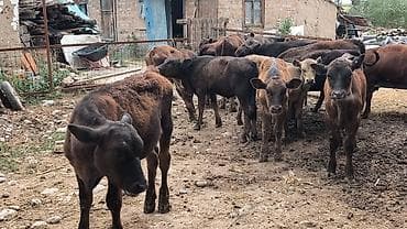карово: Продаю | Бык (самец) | Ангус, Абердин-ангус | На откорм | Искусственник — 7