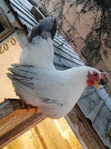 корейские куры: На продажу пара Шабо — 2