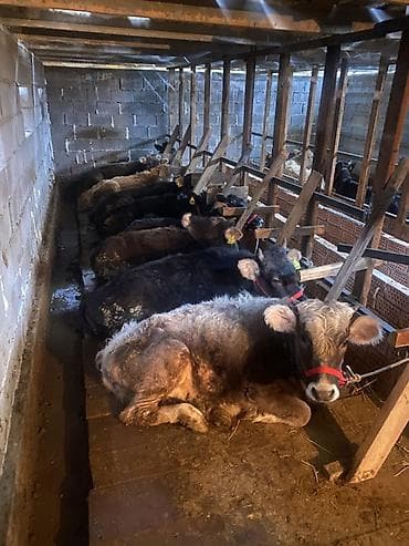 Аквариумдар: Сатам | Уй (ургаачы) | Бордоп семиртүү үчүн — 3