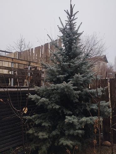 Сейфтер: Көчөттөр дарактардын: Карагайлар — 1