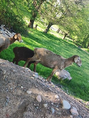 Сатам | Козу | Арашан | Көбөйтүү үчүн | Ургаачы — 5