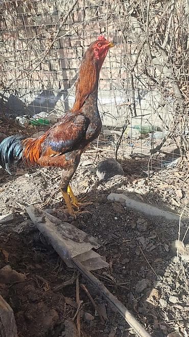 Продаю | Петух | Бойцовая | Для разведения