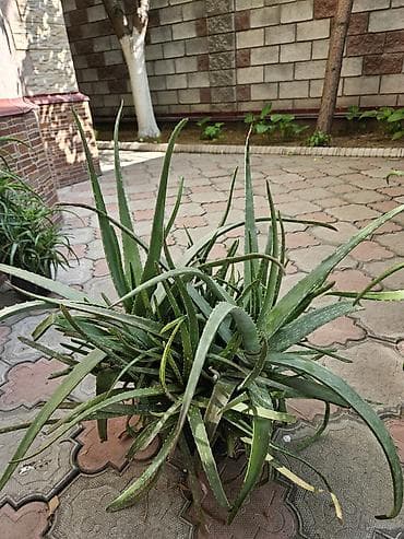 Алоэ: Алоэ вера в горшках - Крупные взрослые розетки с множеством — 4