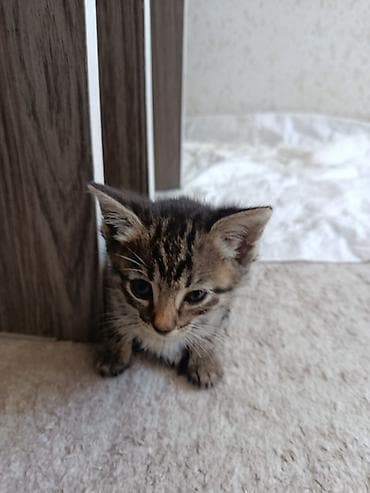чёрные котята: Отдам в добрые ручки .Котята из одного помёта: тигровые и чёрные — 4