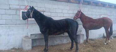 сколько стоит жеребенок купить: Продаю | Жеребенок | Рабочий — 7