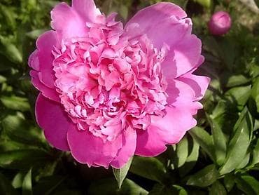 Үй жана бакча: Өзү алып кетүү — 8