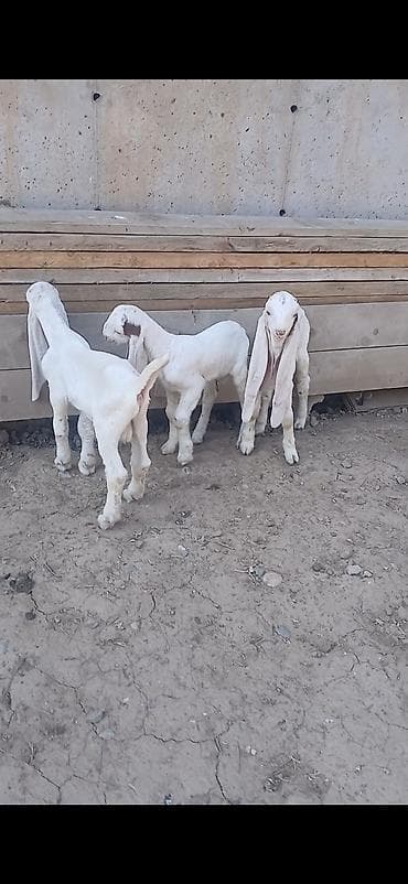 токмок котята: Сатам | Улак | Камори | Көбөйтүү үчүн, Сүт алуу үчүн | Асыл тукумдуу, Жасалма жол менен боозутуу — 1