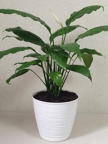 кливия белая купить: Спатифиллум (Spathiphyllum), комнатное растение в горшке. - Размер — 1
