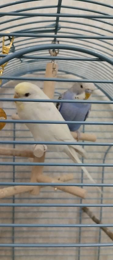 попугаи с клеткой: Волнистые попугаи с комплектом клетки и аксессуаров. Состав набора: - — 1