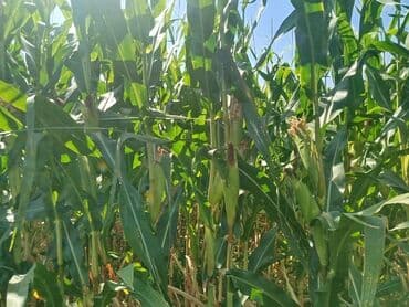 грибы лисички: Кукуруза — 1