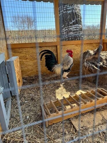 дом для котов: Карликовый петух — 3