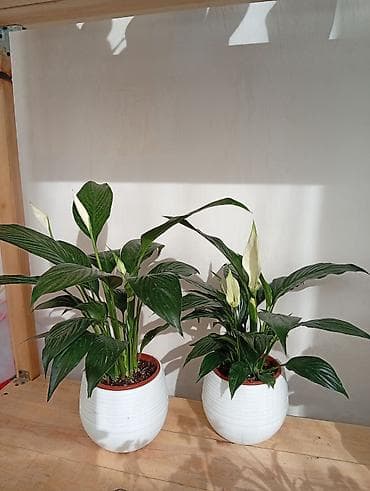 Антуриумы: Комнатные растения в горшках — подборка декоративных видов Доступные — 9