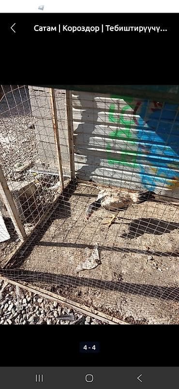 куриные ноги: Продаю | Куры | Дакан | Для боев — 1