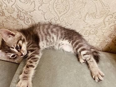 Отдаю котят в ДОБОЫЕ РУКИ На фото два окраса: - серебристо-тигровый at lalafo.kg Отдаю котят в ДОБОЫЕ РУКИ На фото два окраса: - серебристо-тигровый