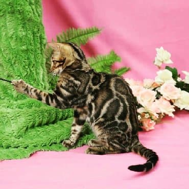 сколько стоит котенок британской золотой шиншиллы: Внимание бишкек .!! . Питомник бен гла мур предлагает чудесных — 3