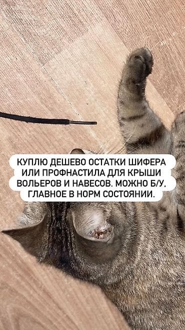 профнастил остатки: Куплю остатки шифера или профнастила для крыши вольеров и навесов — 1