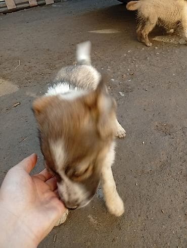 акина ину: Алабай, 3 месяца, Самец, С прививкой — 2