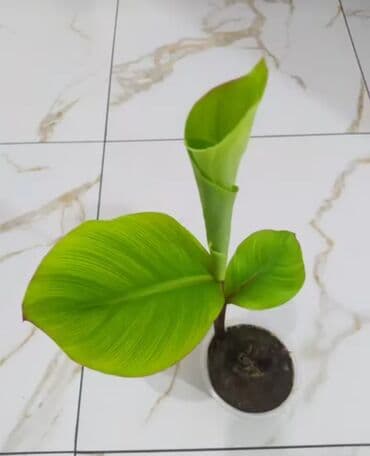 дерево лимон: Саженцы цветка: Канна — 6