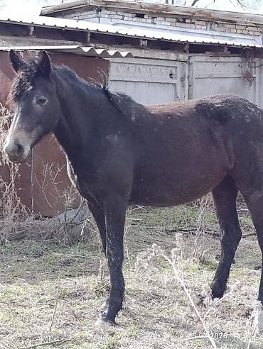 лошадка пони: Продаю | Кобыла (самка) | Конный спорт — 8