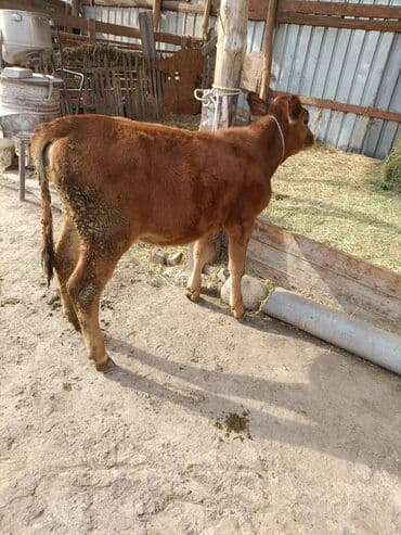 собака булдок: Сатам | Кунаажын | Байланган — 4