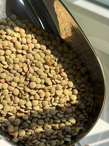 оптом прадукты: Оптом семена и крупы из Алтая Высший сорт Подходят для посева, для — 5