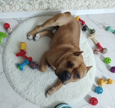 питбуль питбуль: Американский булли (карликовый тип, pocket). Открыт для вязок кобель — 3