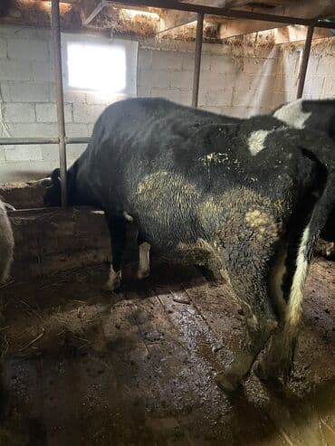 корова телки: Продаю | Корова (самка) | Стельные — 2