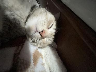 Продажа кошек: Пропала : Беспородная, Девочка — 9