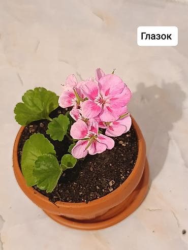 Пеларгонии (герани) сортовые в горшках: - Тюльпанка — тюльпановидные — 10