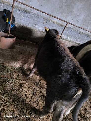 купить рабочую охотничью собаку: Сатам | Бука (эркек) | Бордоп семиртүү үчүн | Байланган — 15