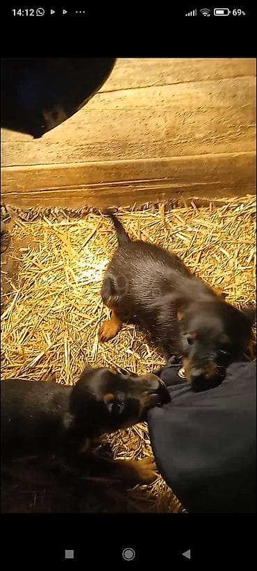 сколько стоит собаки хаски: Продаю щенков породы яктыръер возраст палтара месяца сука рабочая и — 8