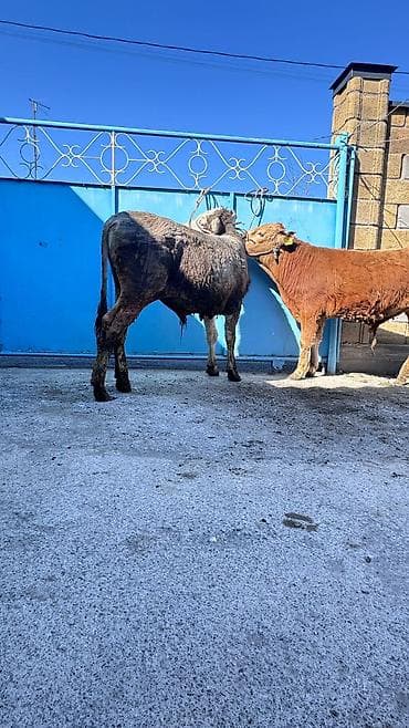 быки 1 5 года: Продаю | Бык (самец) | На откорм | Привязанные — 3