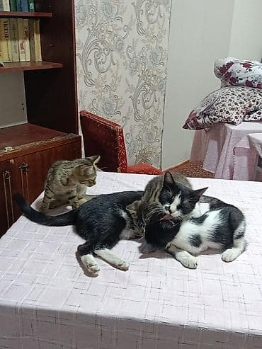 друзья: Котята — домашние, ласковые и игривые. На фото видно несколько малышей — 4