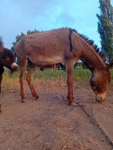 Животные: Ослы — мама с жеребёнком - Вид: домашние ослы - Окрас: у кобылы — — 2