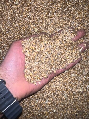 дом попугая: Продаю КОМБИКОРМ Био корм (6в1) состав ячмень кукуруза пшеница жмых — 4