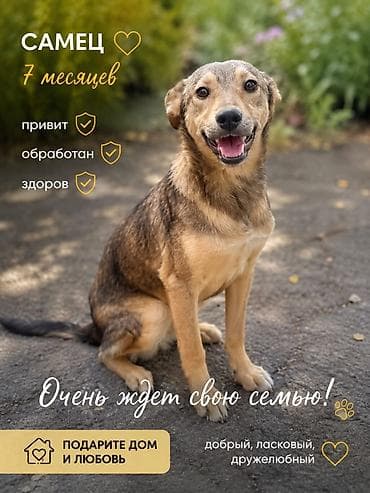 купить щенка курцхаара: 7 месяцев, Самец, С прививкой — 1