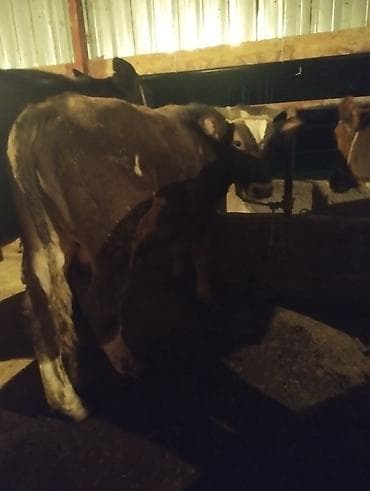 сары булун: Сатам | Бука (эркек) — 4