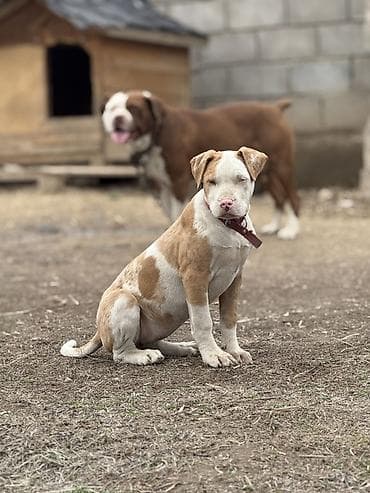 королевский док: Линия саймона xxl отец малыш мать тигра щенок крупной породы с мощным — 1