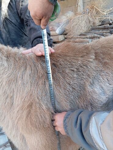 кочкор бараны: Кочкорлор, койлор — 3