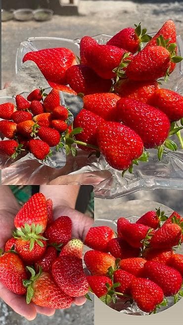 слива ягоды: Клубника — 5