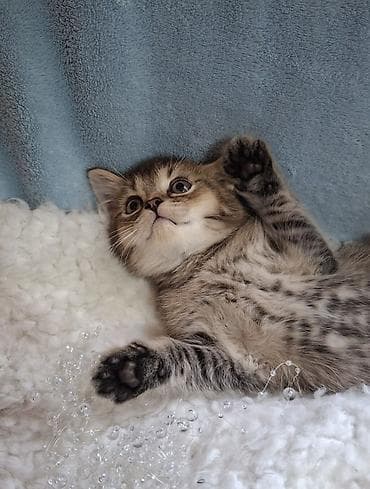 cat sofa: Скотиш Страйт (Шотландская прямоухая), 2 месяца, Мальчик, Проглистована, Приучена к лотку — 4
