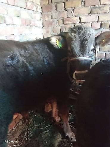 Ветеринар кызматы: Сатам | Бука (эркек) | Швиц — 2