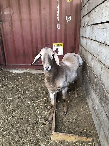 гуси линда: Продаю | Баран (самец) | Арашан | Для разведения — 2