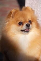 Вязка собак: Шпиц, 3 года, Самка — 1