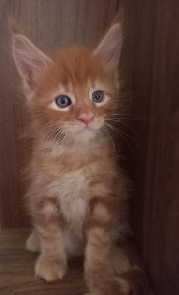 кошка мейкун: 🐾🐈Предлагаются к ранней брони очаровательные котята мейн-кун — 7