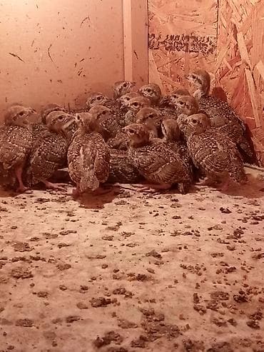 big 6: Продаю цыплят кеклика — 1