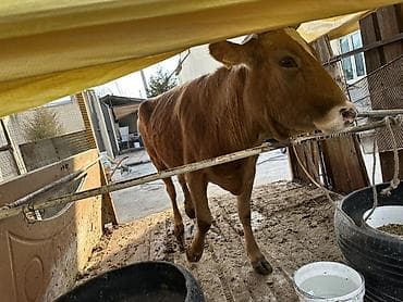 Башка жаныбарлар: Сатам | Уй (ургаачы) | Көбөйтүү үчүн — 3